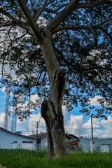 Árvore grande em praça