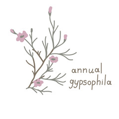 Annual gypsophila illustration