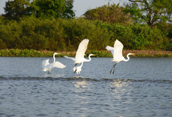 Great egrets (Ardea alba) on the Rio Magdalena, Santa Cruz de Mompox, Bolivar, Colombia