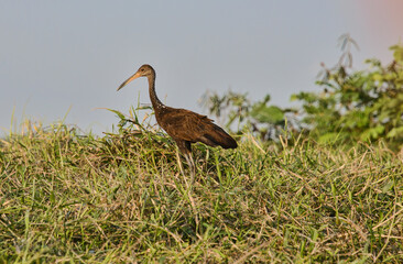 Wildlife on the Rio Magdalena, Santa Cruz de Mompox, Bolivar, Colombia