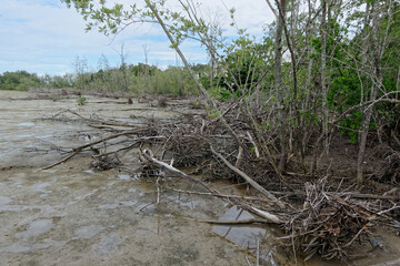 La vase du fleuve Amazone change la physionomie du littoral guyanais