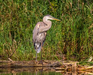 Great blue heron fishing in a pond in summer