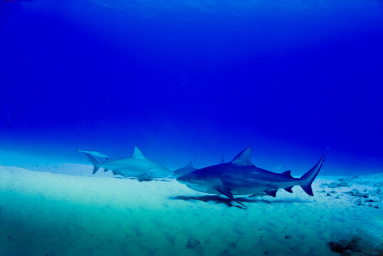 Bull Sharks Circling 