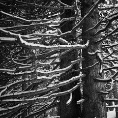 Wald auf der Halbinsel Chastè