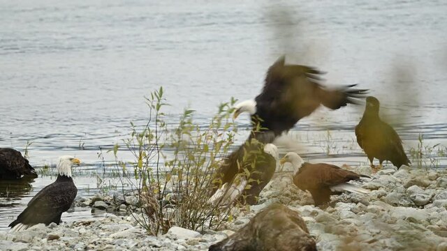 Bald Eagle (Haliaeetus leucocephalus) eating fish after a successful hunting for salmon in Fraser Valley, British Columbia, Canada