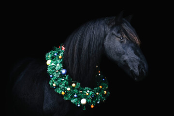 Black friesian horse against dark background with christmas wreath on the neck stretching out the neck.