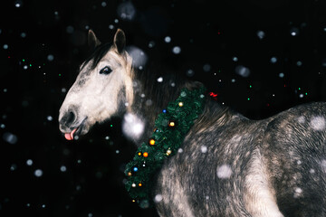 Grey andalusian (PRE) horse against dark background with christmas wreath on the neck looking back and sticking out tongue in snowfall.