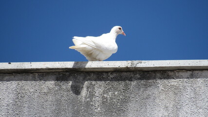 white dove on the roof