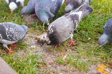 Wild city pigeons graze on the lawn. Photo in selective focus