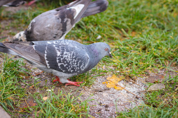 Wild city pigeons graze on the lawn. Photo in selective focus