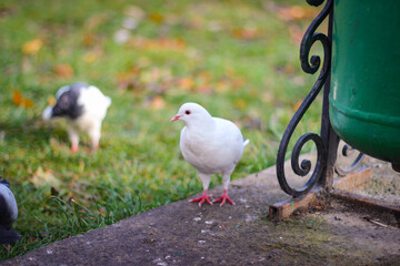 Wild city pigeons graze on the lawn. Photo in selective focus