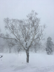 Magical winter landscape in Japan, with snow and ice covered trees on a foggy day