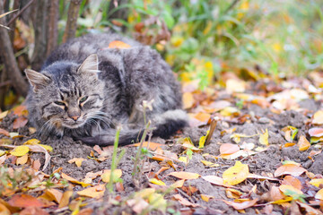 Naklejka na ściany i meble A gray stray cat sleeps under a bush on the street