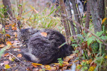 A gray stray cat sleeps under a bush on the street