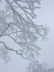 Magical winter landscape in Japan, with snow and ice covered trees on a foggy day