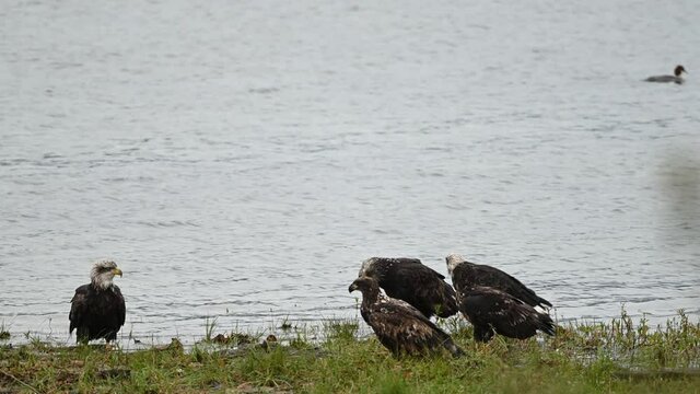 Bald Eagle (Haliaeetus leucocephalus) eating fish after a successful hunting for salmon in Fraser Valley, British Columbia, Canada