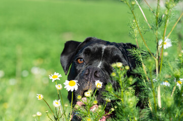 Schwarzer Boxer Mischlingshund im sommerlichen Grünen