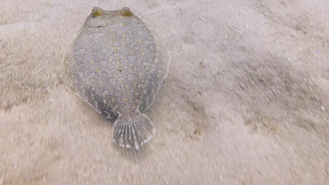 flat flounder fish  underwater slow motion on the sand camoufflage behaviour