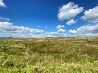 Obraz premium High on the moors, with gorse and wild grasses, on a sunny day near, Slaidburn, Clitheroe, UK
