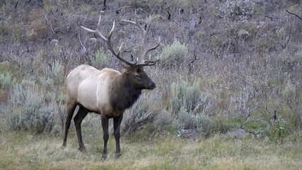 close view of a bull elk standing on the banks of a river in yellowstone