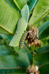 Caterpillar and Beetle on a Leaf Stem 1