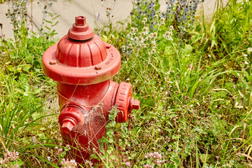 Red Fire Hydrant in Weeds 2