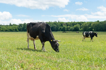 milch kuh frisst auf weide gras in freilandhaltung