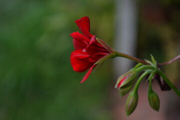 Fototapeta premium beautiful red flower