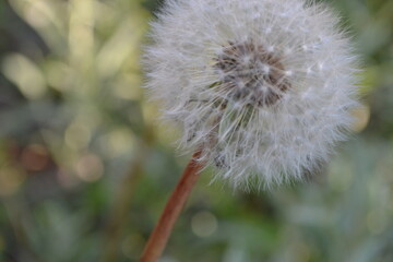 dandelion focus