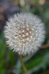 dandelion head