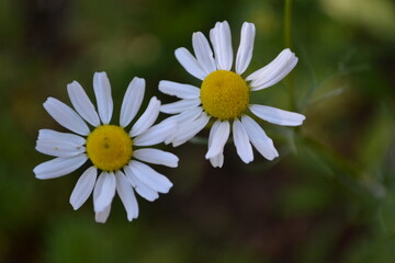 Fototapeta premium daisy flowers