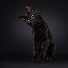 Cute black house cat kitten, looking intens with a crooked head. Isolated on a black background.
