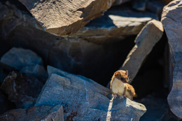 Ermine Perched On Large Rock In The Shadows