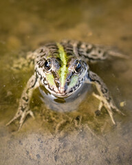 Frog up close