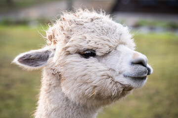 Alpaca up close