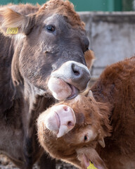 Fototapeta premium Cow Mom's Love