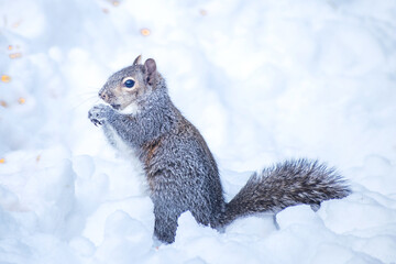 Obraz premium A squirrel is playing and eating corns in snow 