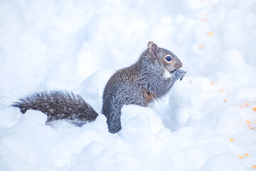A squirrel is playing and eating corns in snow	