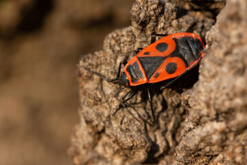 The firebug, Pyrrhocoris apterus, the red-black bug