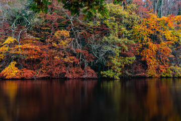 Autumn landscape of colorful trees reflected in the mirrored surface of the calm river on a cloudy day. Trees with orange fall foliage. River Liffey Ireland, Europe 2020