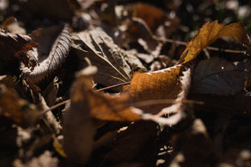 Obraz premium brown leaves on the ground with light shining on and through them