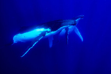 Humpback whales after a heat run 