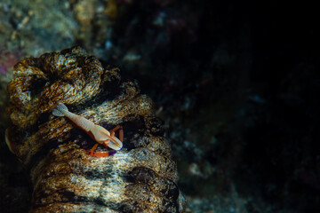 Emperor shrimp riding a sea cucumber 