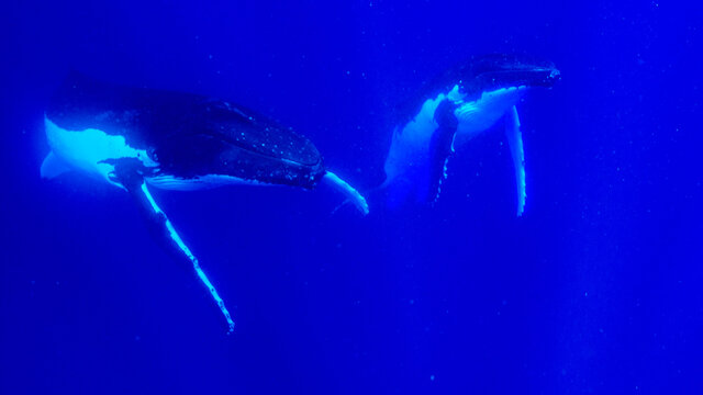 Humpback whales after a heat run