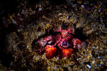 Fototapeta premium A peacock shrimp in his hole 