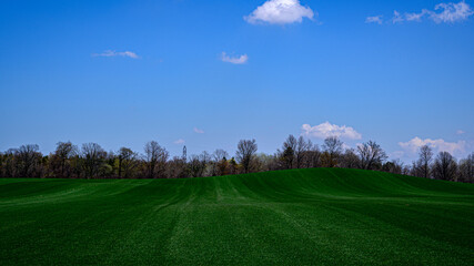 landscape with grass and sky