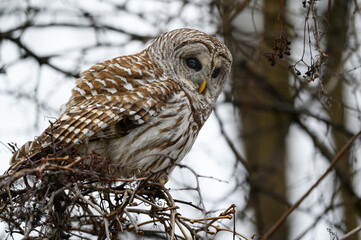 Barred Owl Closeup Portrait in Fall