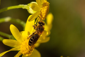 Macro of the tawny mining bee, Andrena fulva sitting on eastern groundsel (Senecio vernalis)