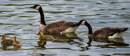 country goose family
