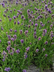 flowers in the garden